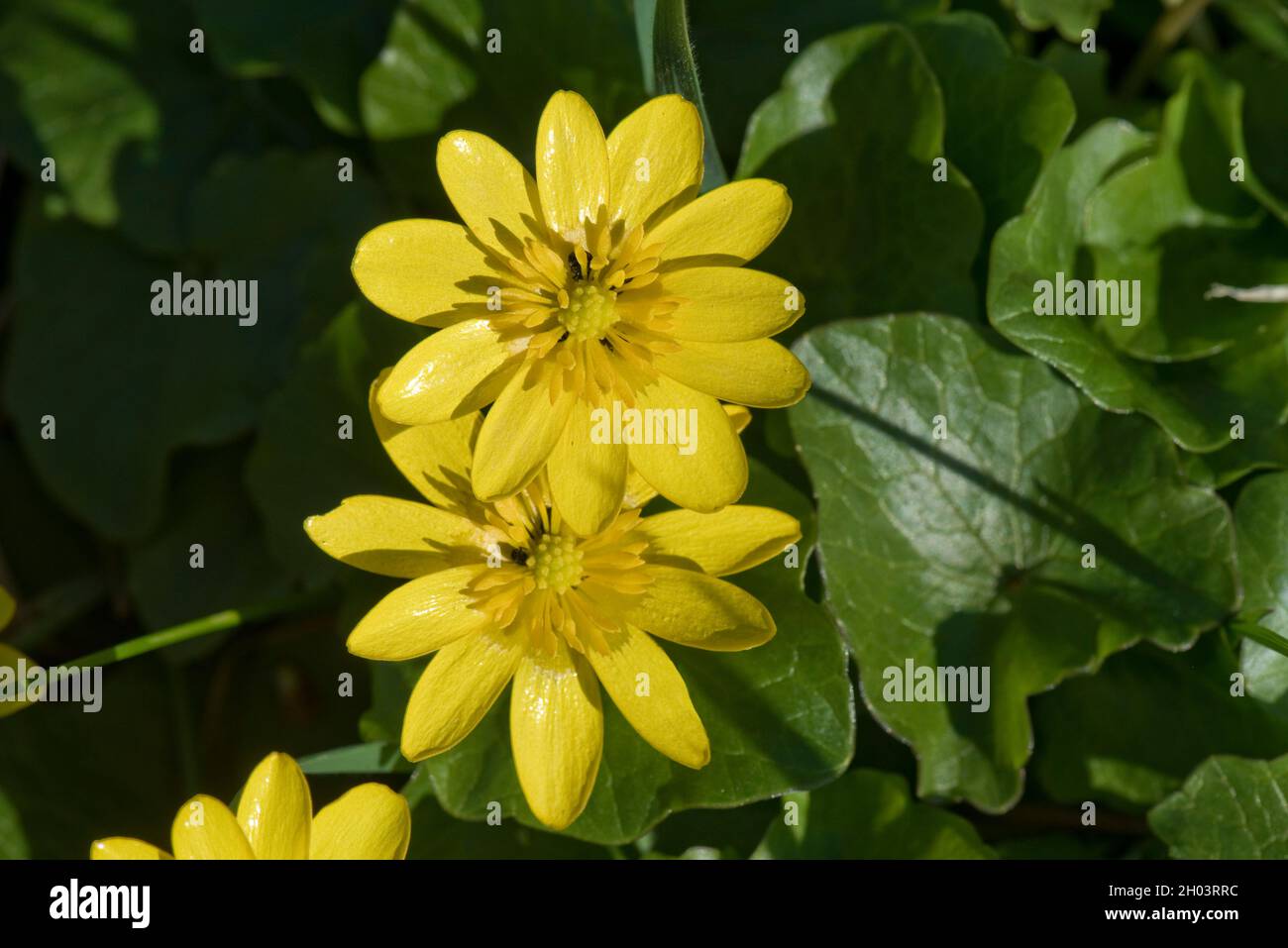 Jaune de célandine (Ficaria verna), de type buttercup, fleurs végétales et scolytes polliniques au début du printemps, Berkshire, mars Banque D'Images