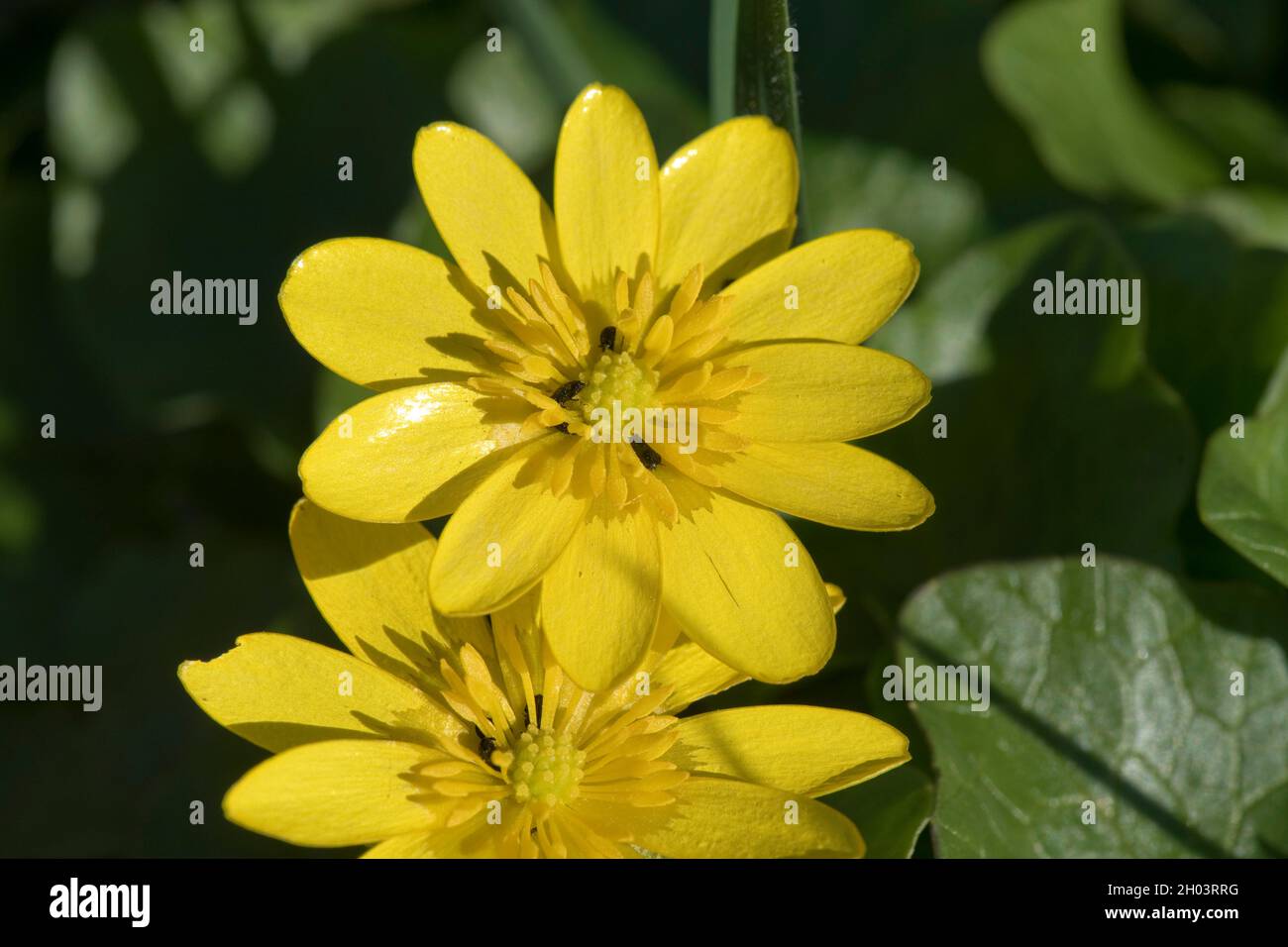 Jaune de célandine (Ficaria verna), de type buttercup, fleurs végétales et scolytes polliniques au début du printemps, Berkshire, mars Banque D'Images