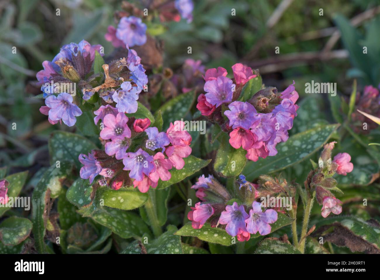 Lungwort (Pulmonaria officinalis) fleurs bleues, lilas et roses parmi les feuilles tachetées de cette plante de jardin, Berkshire, mars Banque D'Images