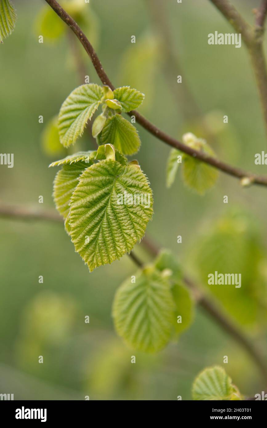 Feuilles dentelées Banque de photographies et d’images à haute — free download