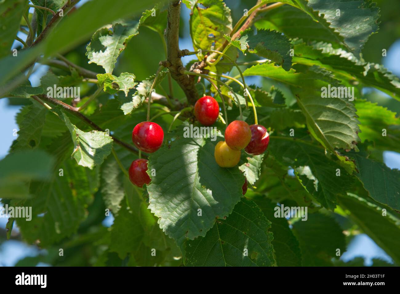 Fruits rouges mûrs de cerise sauvage (Prunus avium) avec des feuilles matures d'un grand arbre, nourriture pour les thrushes, les oiseaux noirs et autres oiseaux dans la saison, Berkshir Banque D'Images