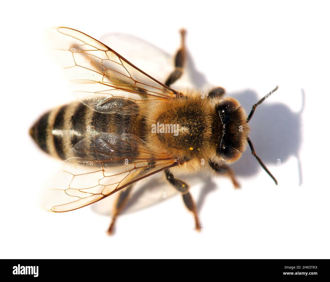 Détail de l'abeille ou de l'abeille en latin APIs mellifera, abeille européenne ou occidentale isolée sur fond blanc, abeille dorée Banque D'Images