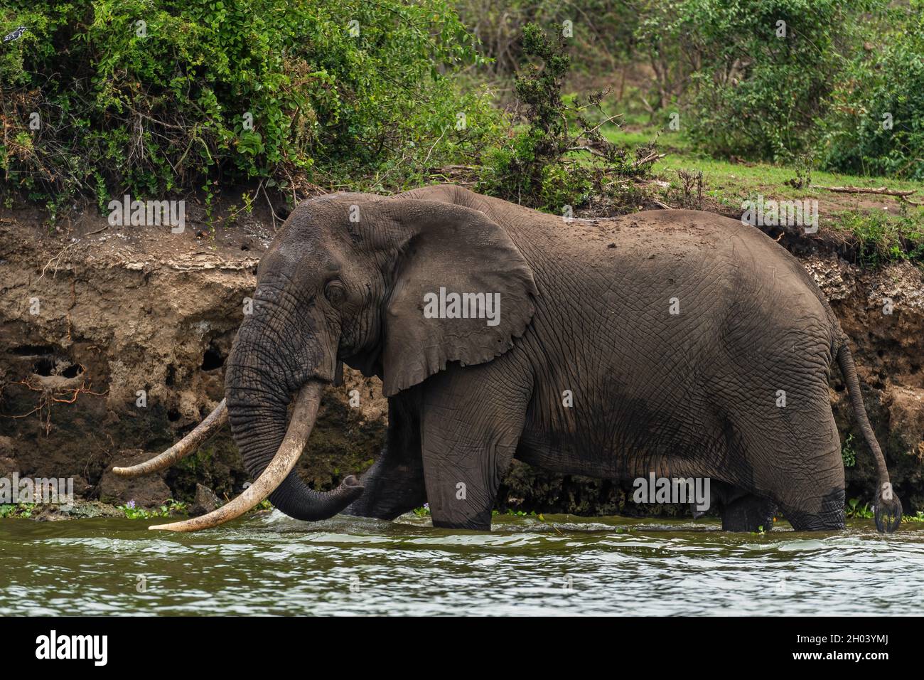 Éléphant de Bush africain - Loxodonta africana, membre emblématique des cinq grands Africains, Murchison Falls, Ouganda. Banque D'Images