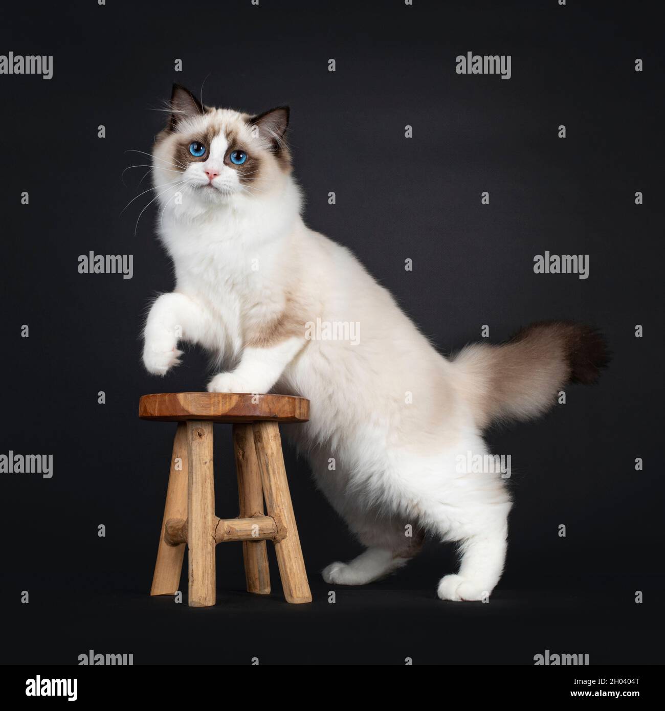 Joli sceau bicolore Ragdoll chat chaton, debout côtés avec patte avant sur petit tabouret en bois.Deuxième patte jouée dans l'air.Regarder l'objectif avec mesmer Banque D'Images