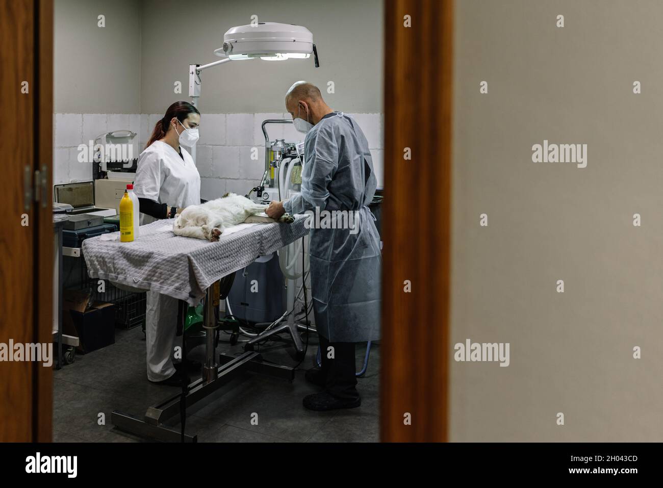 Équipe de vétérinaires préparant un animal pour la chirurgie dans une clinique vétérinaire. Banque D'Images