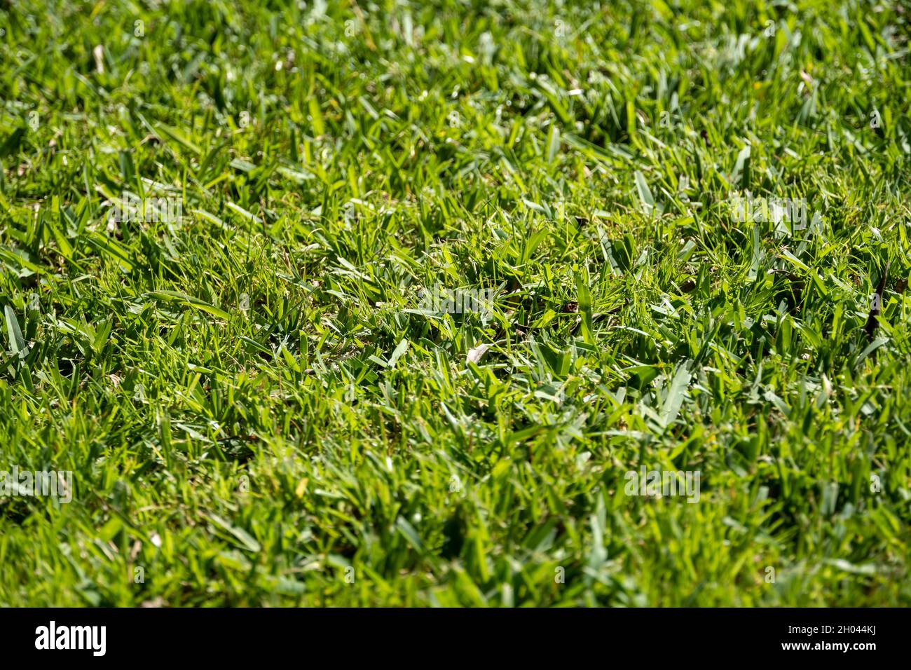 Gros plan sur une pelouse en herbe verte luxuriante Banque D'Images