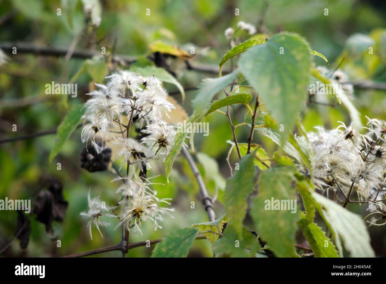 Groupe de fleurs blanches ou crème poilues.Plante sauvage dans la forêt. Banque D'Images