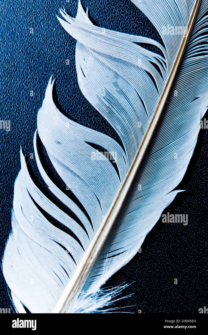 gros plan sur les plumes blanches d'oiseau Banque D'Images