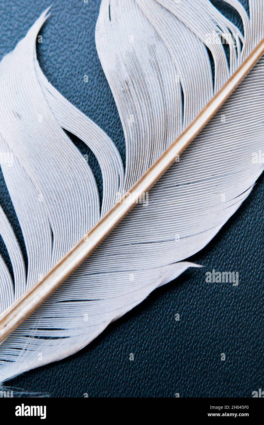 gros plan sur les plumes blanches d'oiseau Banque D'Images