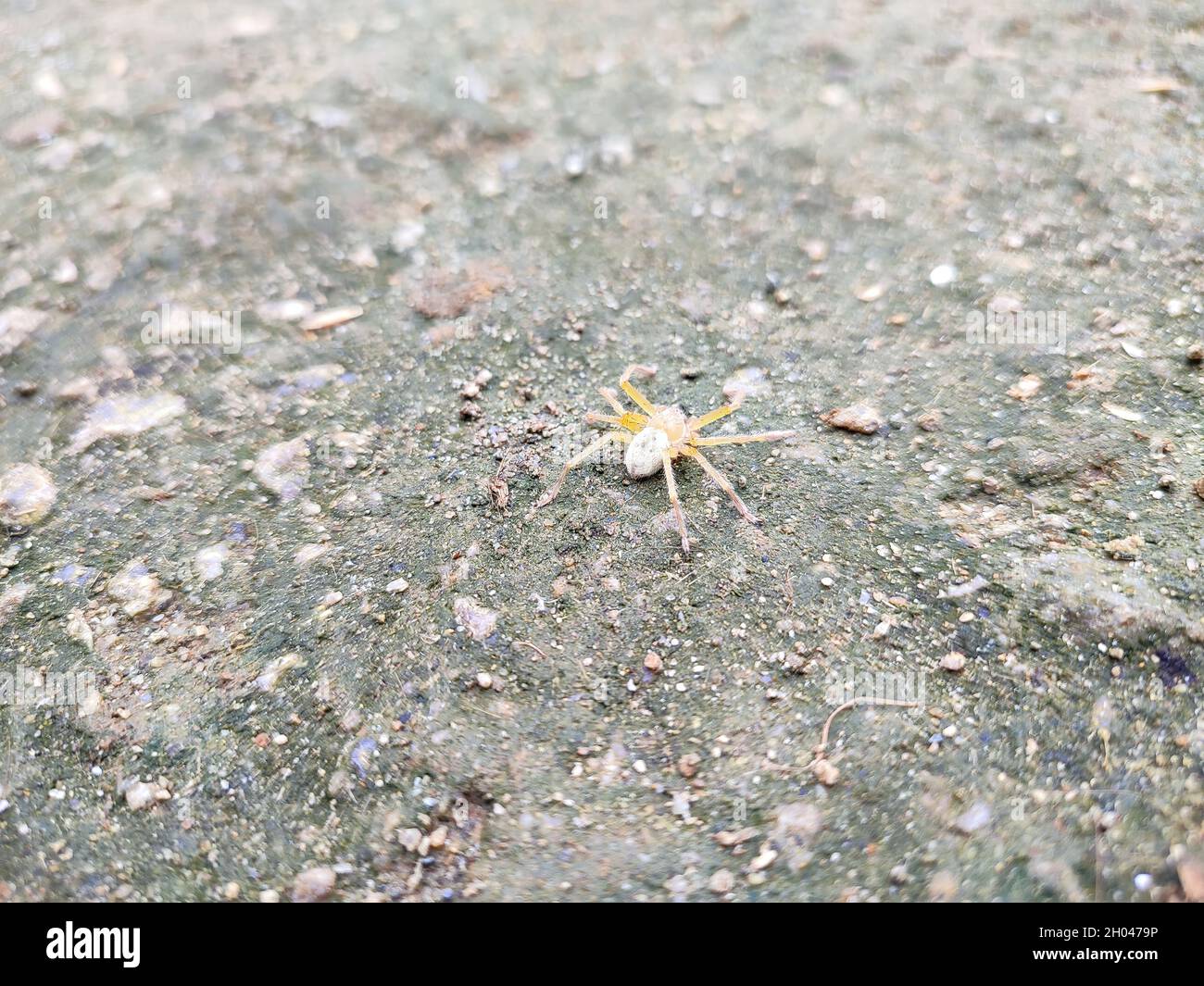 Gros plan d'une araignée brune reclus sur le sol Banque D'Images
