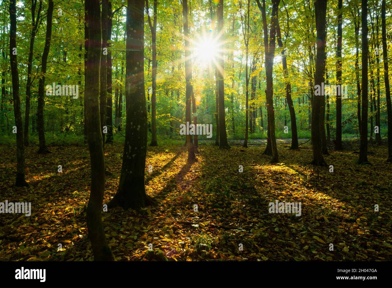 Reflet du soleil dans la forêt d'automne, Noviny, Lubelskie, Pologne Banque D'Images