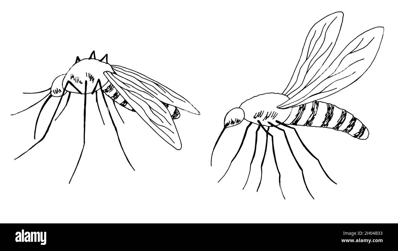 Motif de moustiquaire noir blanc isolé esquisse vecteur d'illustration Illustration de Vecteur