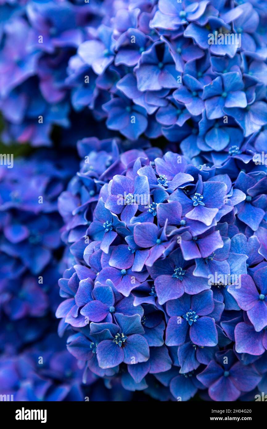 Fleurs d'hortensia bleu intense, salle de thé Tyddyn Mawr, Snowdonia, pays de Galles, Royaume-Uni Banque D'Images