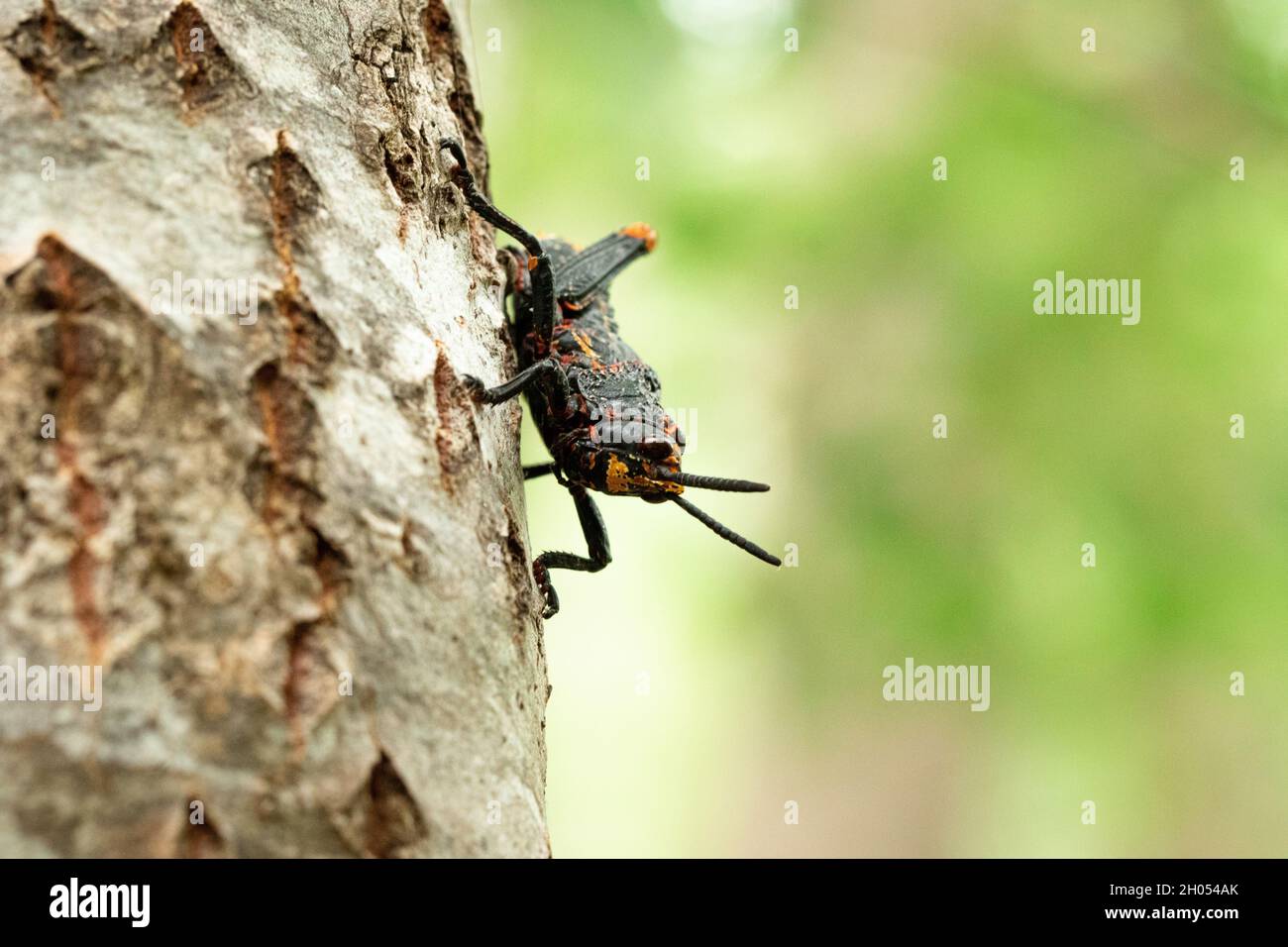 Un sauterelle monte un arbre dans la forêt, pris en Afrique du Sud. Banque D'Images