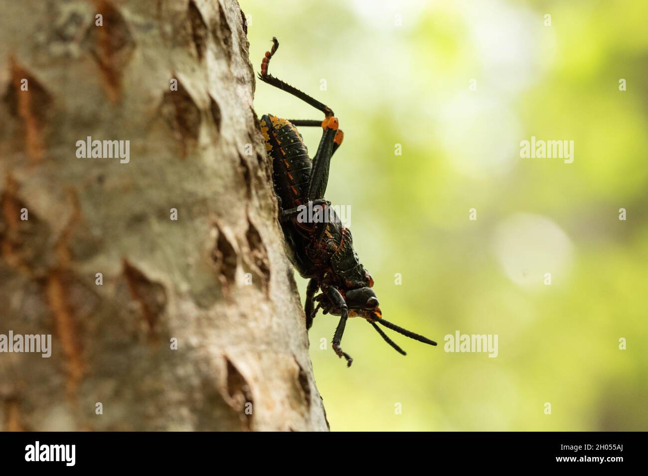 Un sauterelle monte un arbre dans la forêt, pris en Afrique du Sud. Banque D'Images