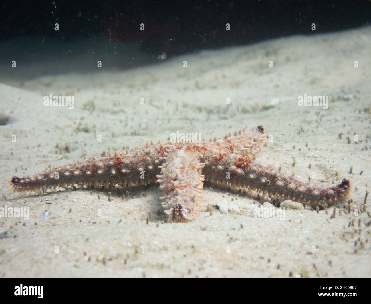 Une étoile de mer sur une zone sablonneuse de l'océan. Banque D'Images