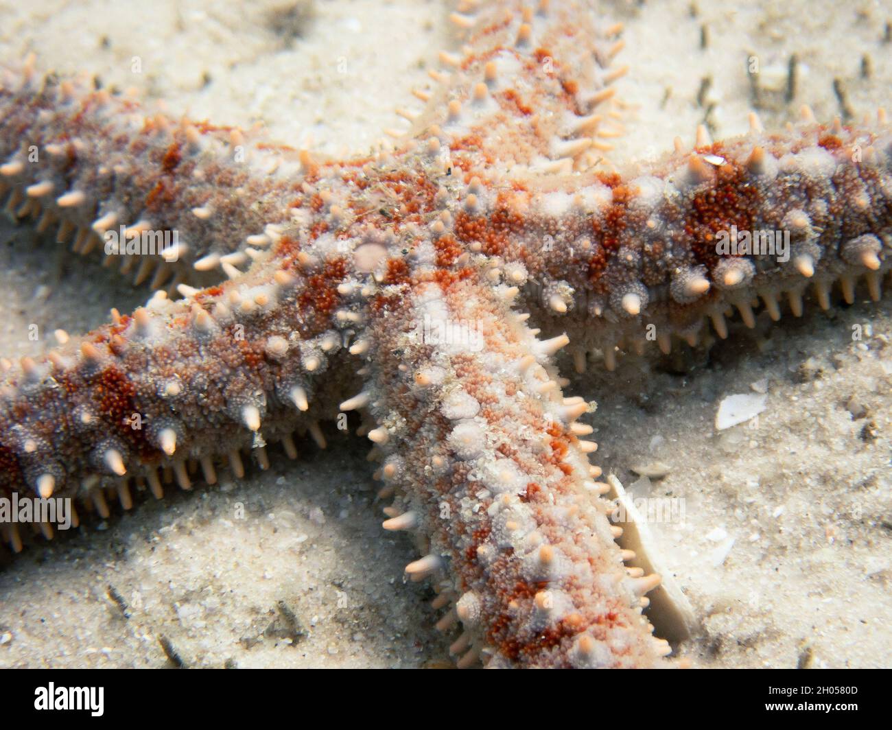 étoile de mer orange Banque de photographies et d’images à haute
