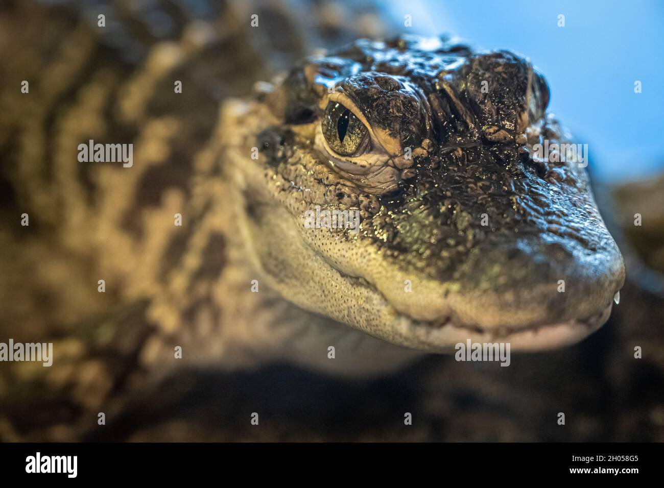 Gros plan d'un alligator étoilé (Alligator mississippiensis) au GTM Research Reserve Visitors Center à Ponte Vedra Beach, Floride.(ÉTATS-UNIS) Banque D'Images