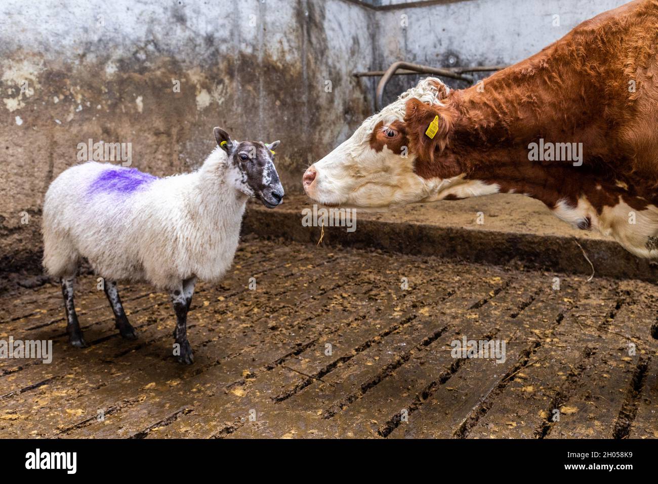 Ballydehob, West Cork, Irlande.11 octobre 2021.Un troupeau de 90 moutons de Mule appartenant à l'éleveur de moutons Johnny Ward basé à Ballydehob ont été entachés aujourd'hui.Les moutons mules sont une croix entre les béliers de Leicester à fond bleu et les brebis de colline.Le cratching était en préparation pour le ramming.Une vache vérifie un mouton échappé.Crédit : AG News/Alay Live News Banque D'Images