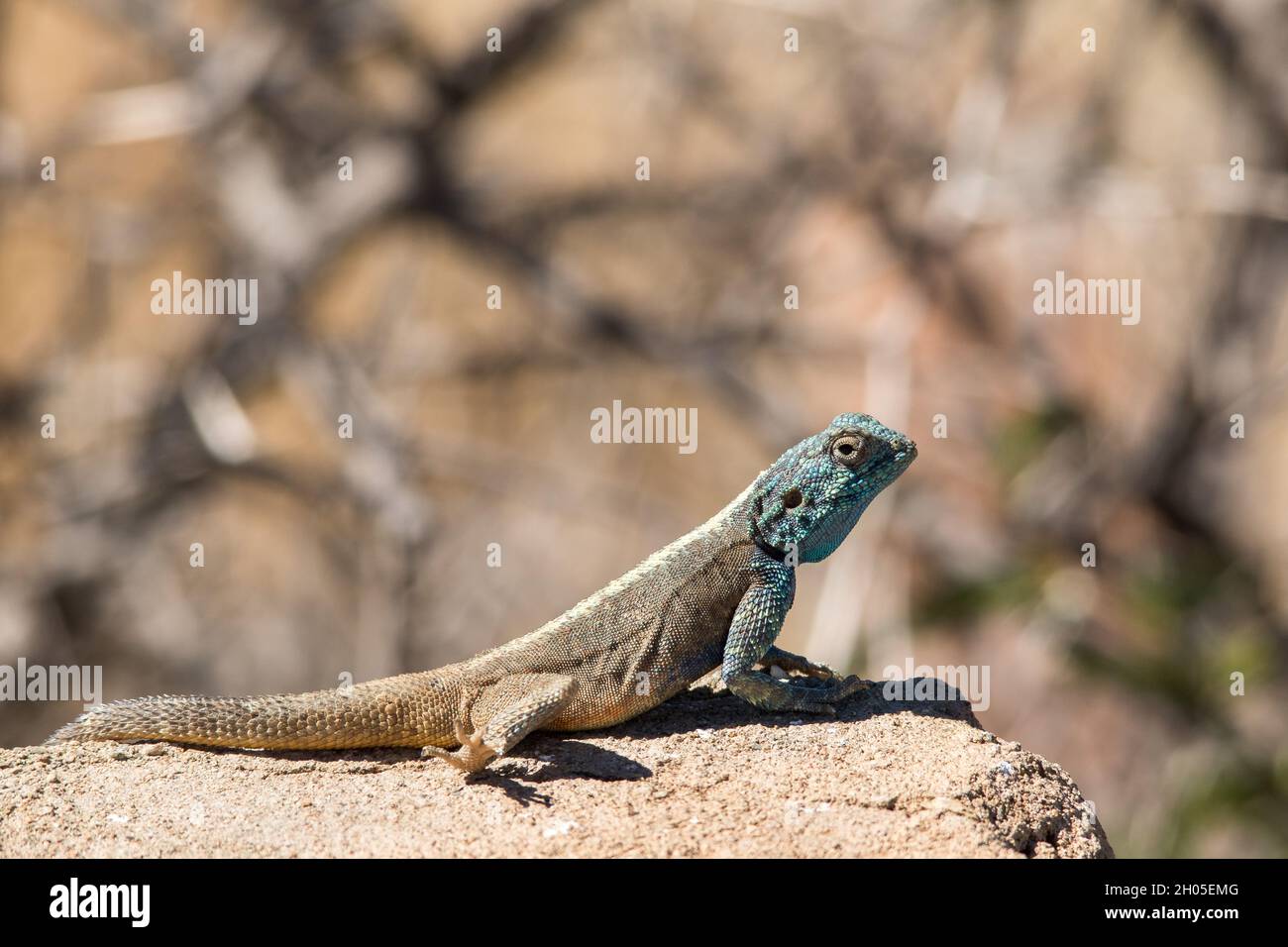 Un lézard du désert d'Agama se trouve sur un rocher au soleil, attendant de se réchauffer.Pris dans le désert de Karoo, Afrique du Sud. Banque D'Images