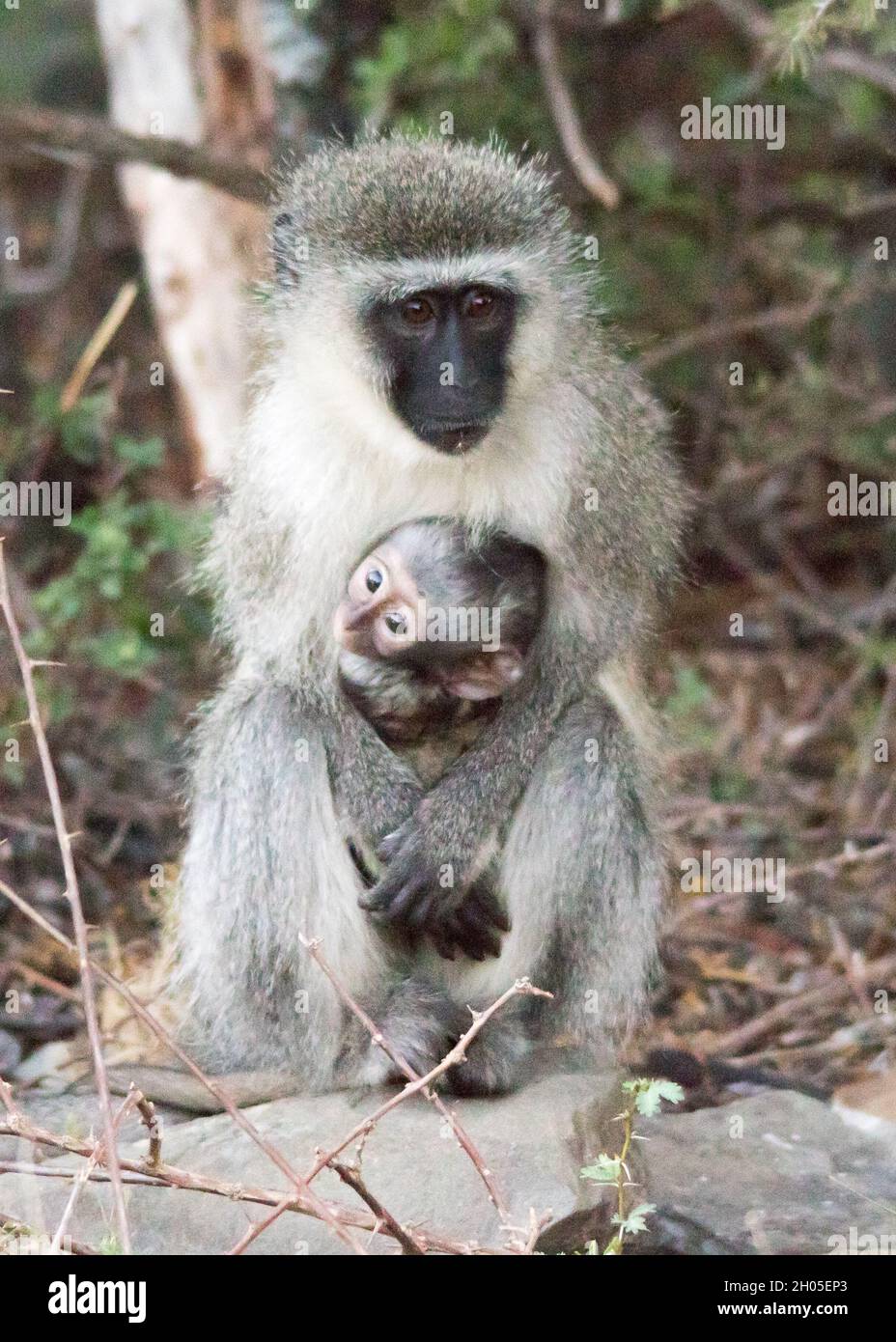 Un singe vétérinaire tenant son bébé. Banque D'Images