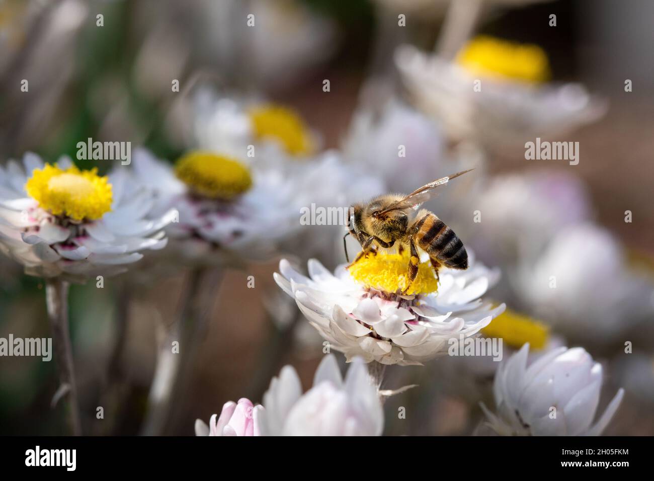 Une abeille se trouve sur une petite fleur blanche, à la recherche du nectar. Banque D'Images