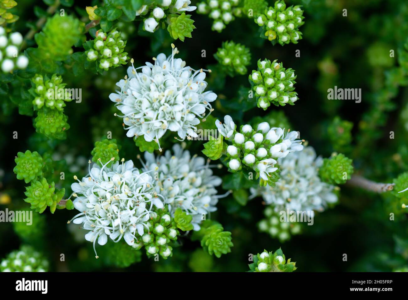 Plante à Petites Fleurs Blanches