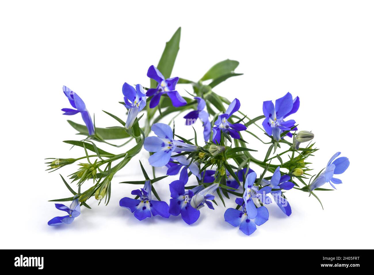Fleurs Lobelia bleu isolé sur fond blanc. Banque D'Images Fleurs Lobelia bleu isolé sur fond blanc. Banque D'Images