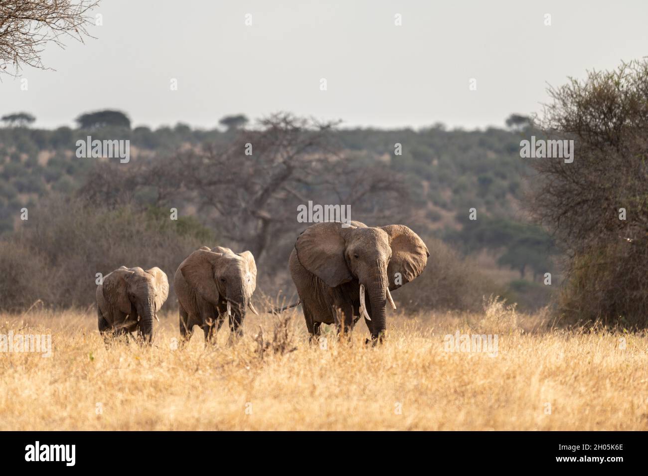 Troupeau d'éléphants en Afrique marchant dans l'herbe dans le parc national de Tarangire et le parc national de Serengueti, Tanzanie. Banque D'Images