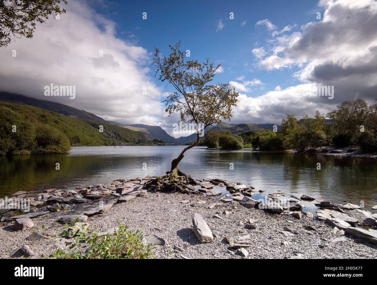 Arbre solitaire à Llyn Padarn à Snowdonia, Gwynedd Wales Royaume-Uni Banque D'Images