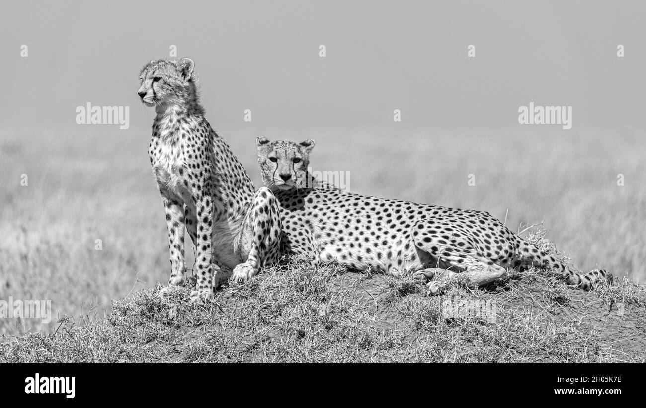 Cheetah (Acinonyx jubatus) reposant sur une élévation de terrain dans le parc national de Serengueti, Tanzanie. Banque D'Images