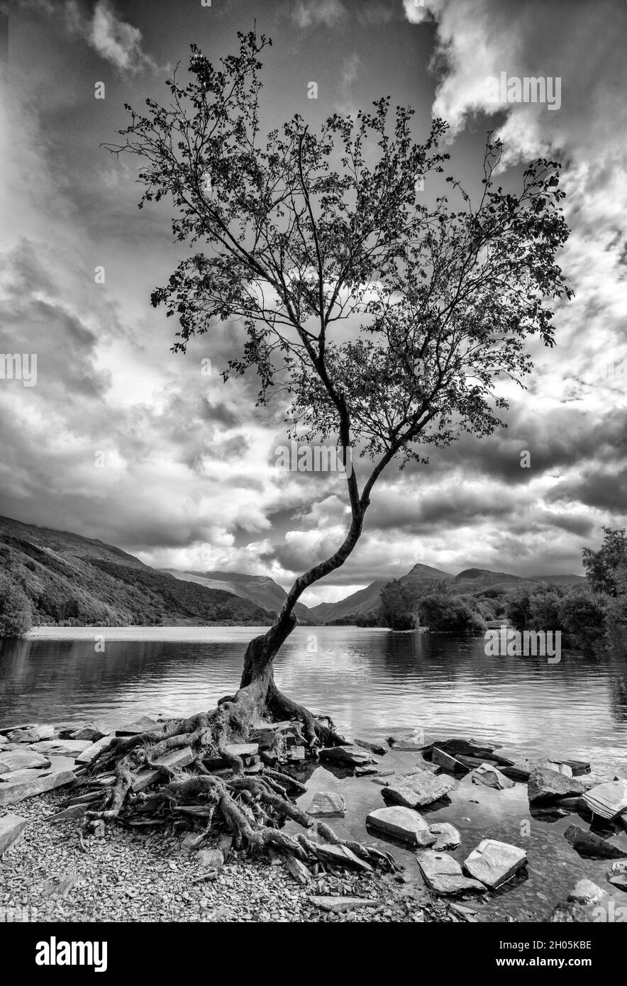 Arbre solitaire à Llyn Padarn à Snowdonia, Gwynedd Wales Royaume-Uni Banque D'Images