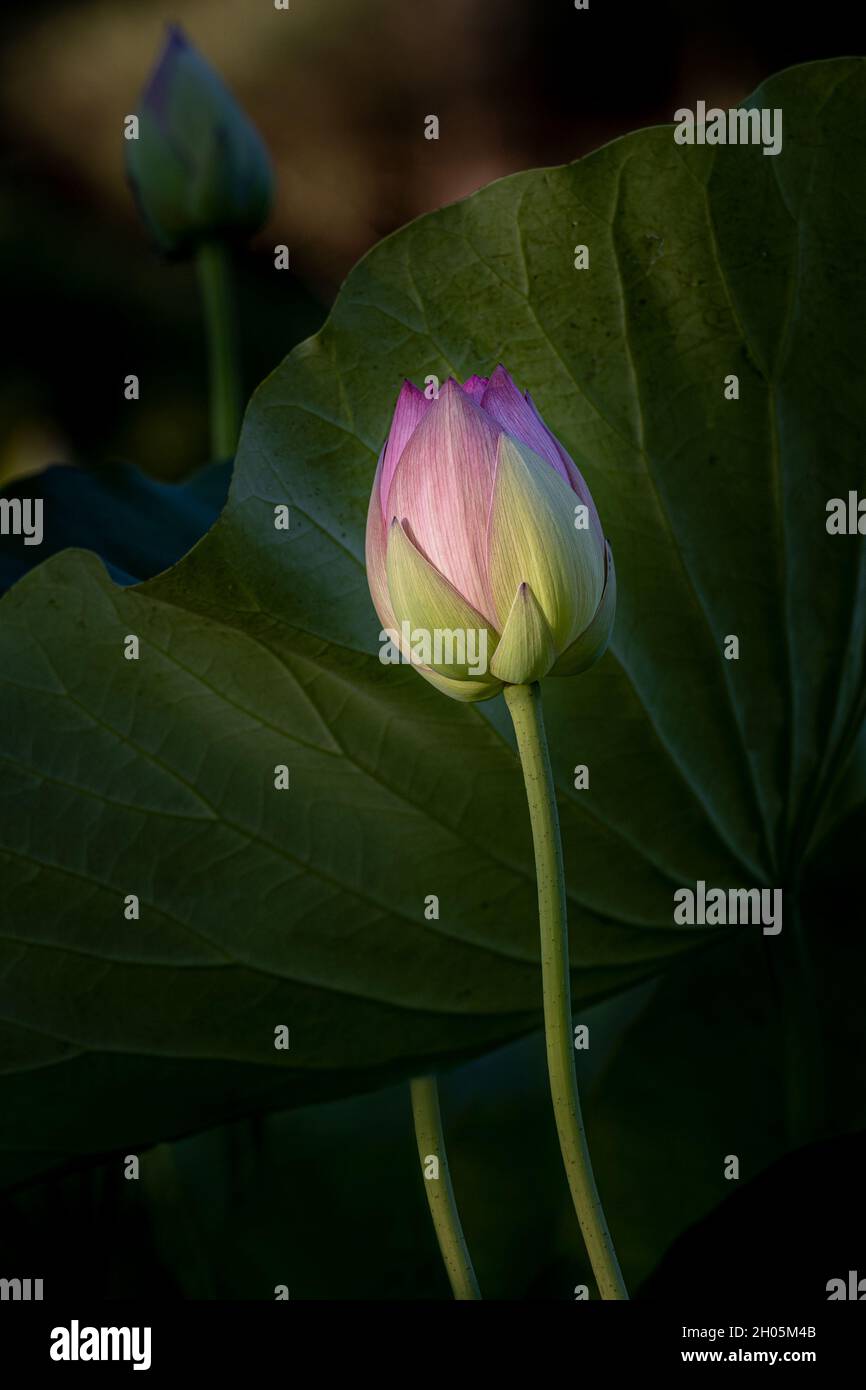 Belle fleur de Lotus, Nelumbo nucifera, dans l'étang, entouré de feuilles vertes, foyer sélectif, centré, vue latérale Banque D'Images