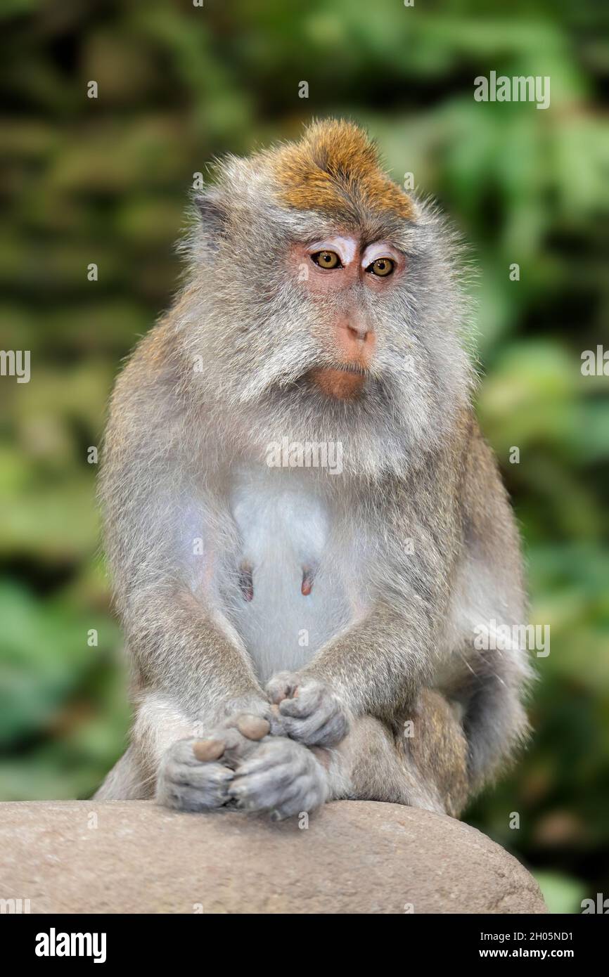 À longue queue balinais singe (Macaca fascicularis), Ubud, Bali, Indonésie Banque D'Images