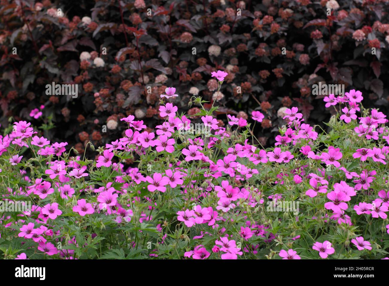 Géraniums. Géranium Patricia. Fleurs rose vif de Géranium vivace rustique 'Patricia' dans un parterre de fleurs Banque D'Images