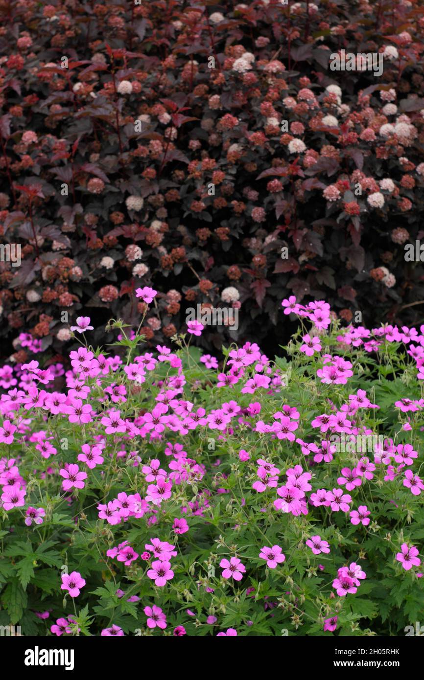 Géraniums. Géranium Patricia. Fleurs rose vif de Géranium vivace rustique 'Patricia' dans un parterre de fleurs Banque D'Images