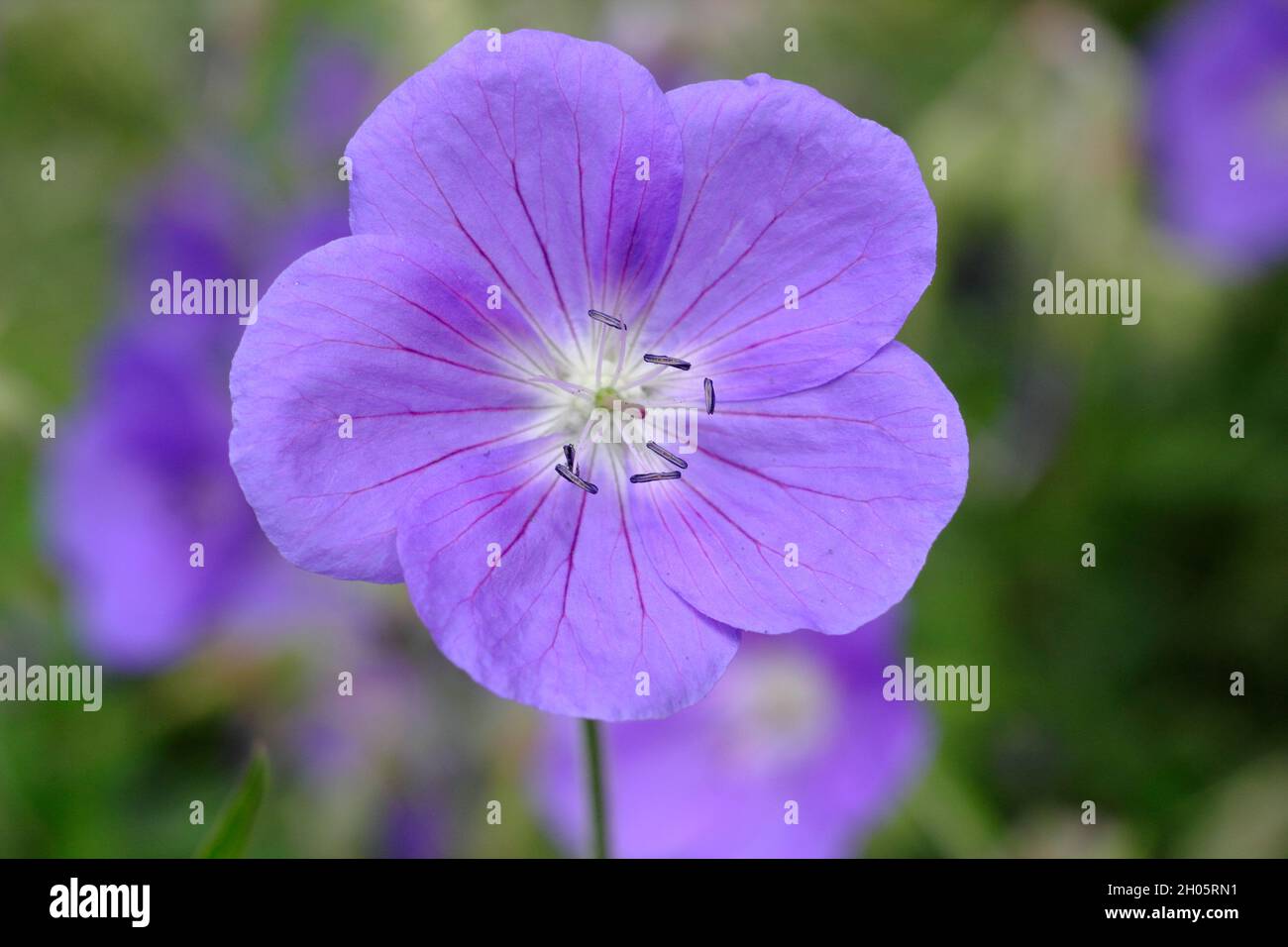 Le projet de loi de géranium hybride 'Brookside' présente d'abondantes fleurs violettes profondes dans une bordure de jardin. Royaume-Uni Banque D'Images