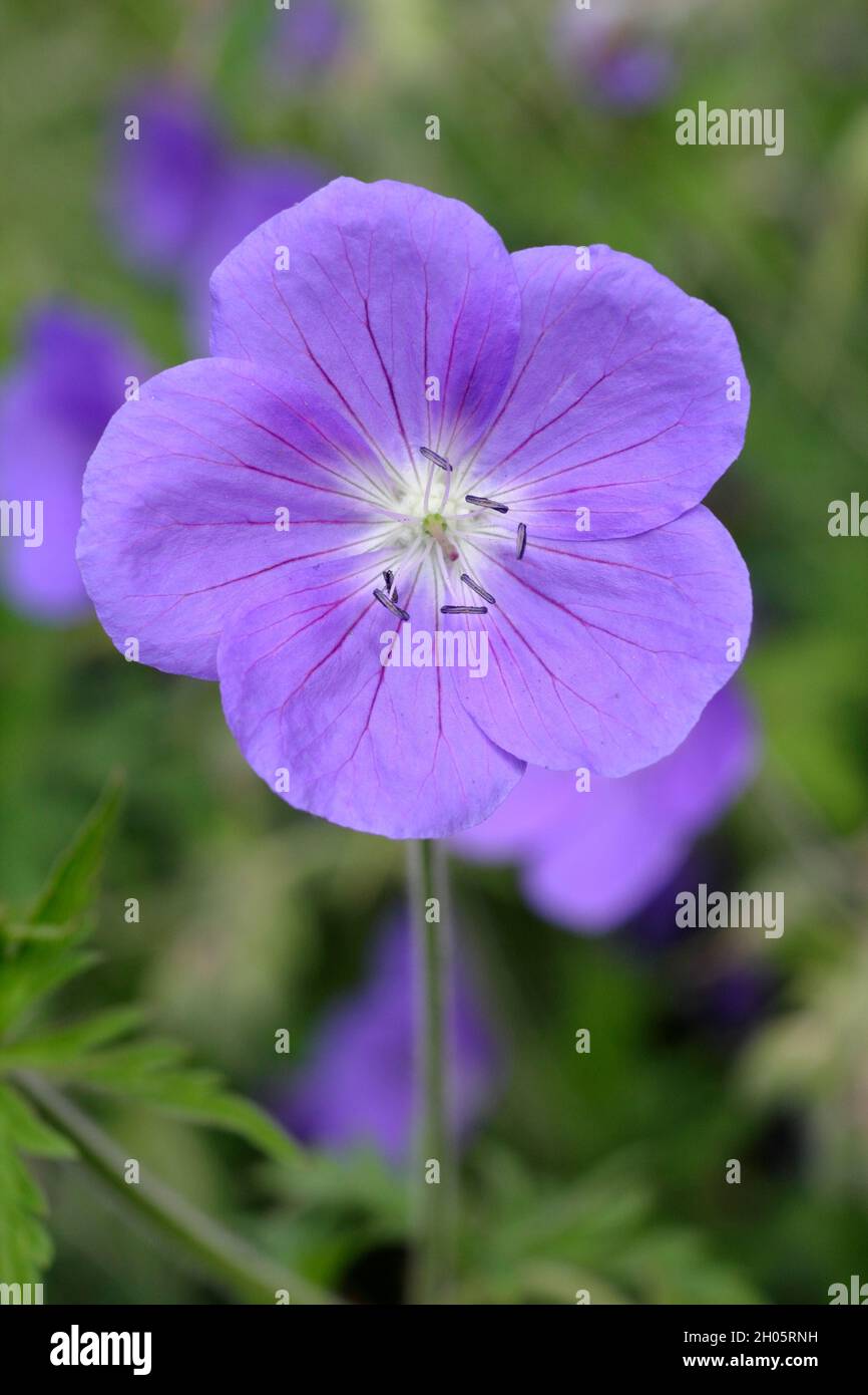 Le projet de loi de géranium hybride 'Brookside' présente d'abondantes fleurs violettes profondes dans une bordure de jardin. Royaume-Uni Banque D'Images