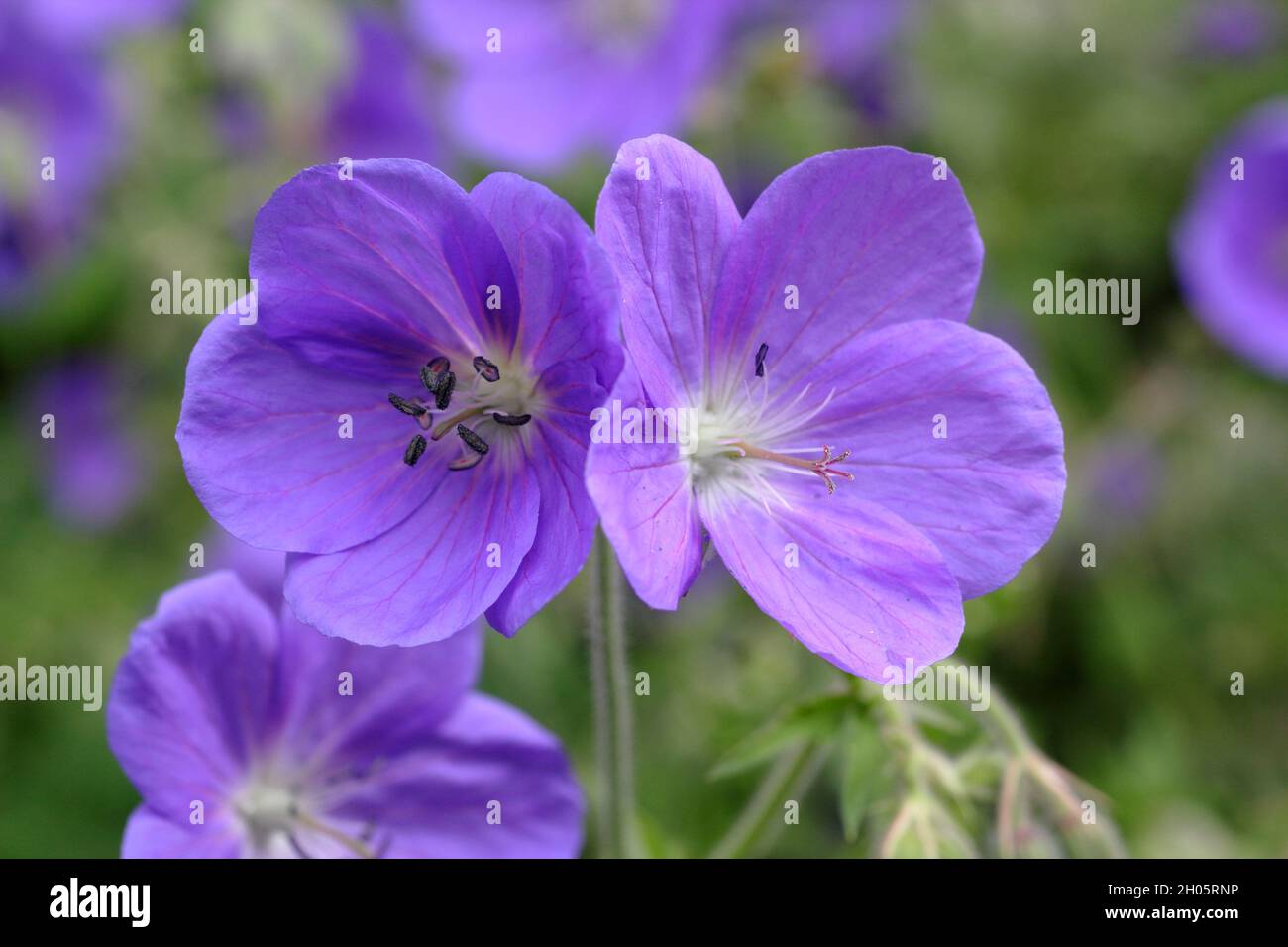 Le projet de loi de géranium hybride 'Brookside' présente d'abondantes fleurs violettes profondes dans une bordure de jardin. Royaume-Uni Banque D'Images