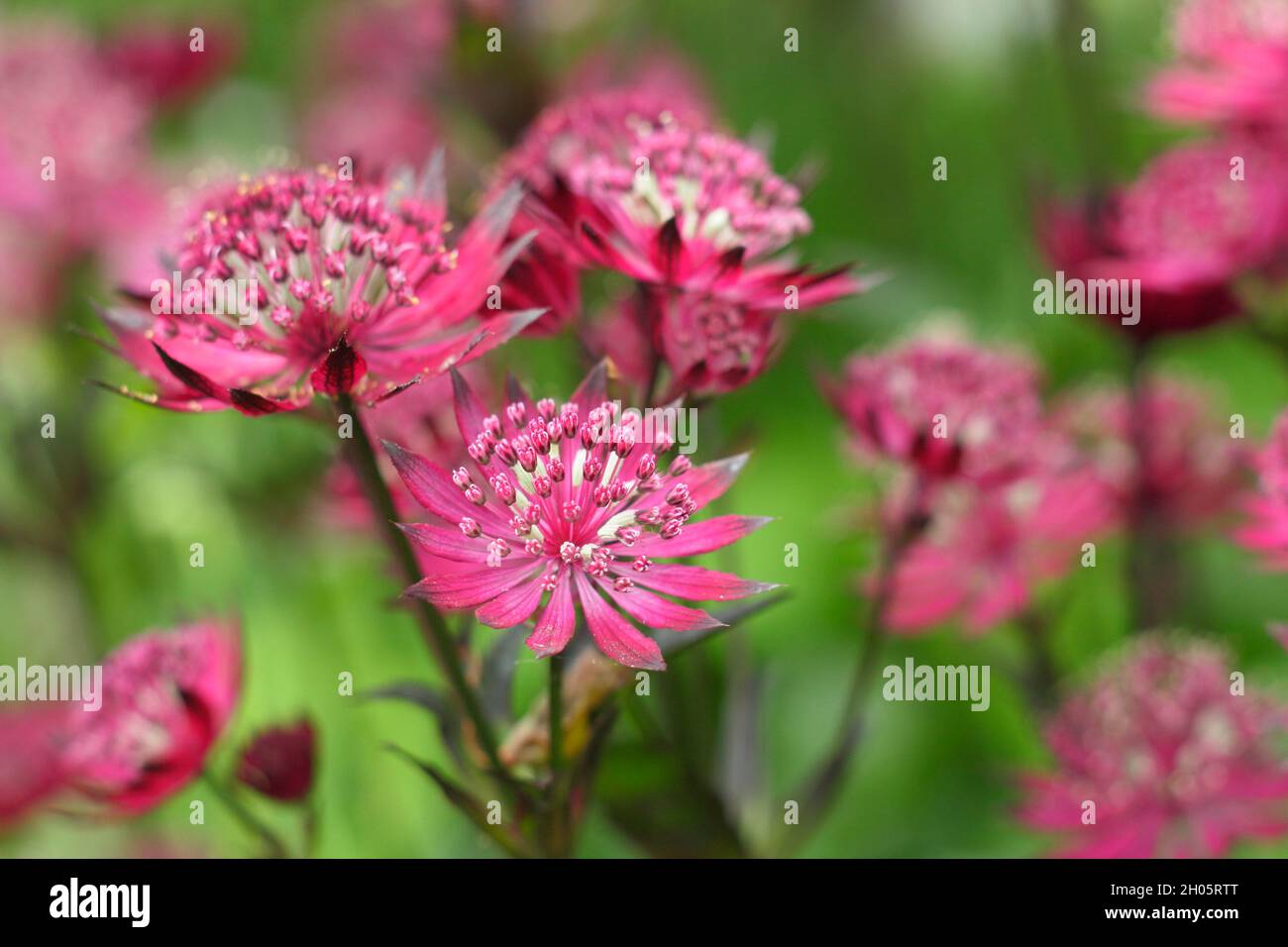 Astrantia Major 'Gill Richardson' masterwort présentant des ombelles et des bractées de cramoisi profond.Masterwort Gill Richardson Group.SYN.Coussin à épingles Hattie. Banque D'Images