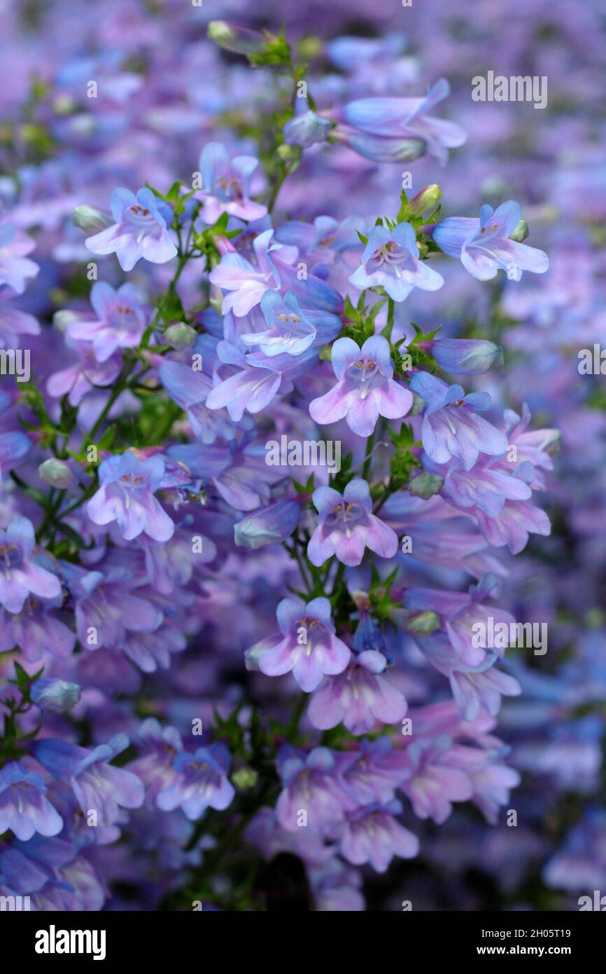 Penstemon.Penstemon heterophyllus 'Heavenly Blue', une langue à croissance faible avec des fleurs denses de bleu pourpre.ROYAUME-UNI Banque D'Images