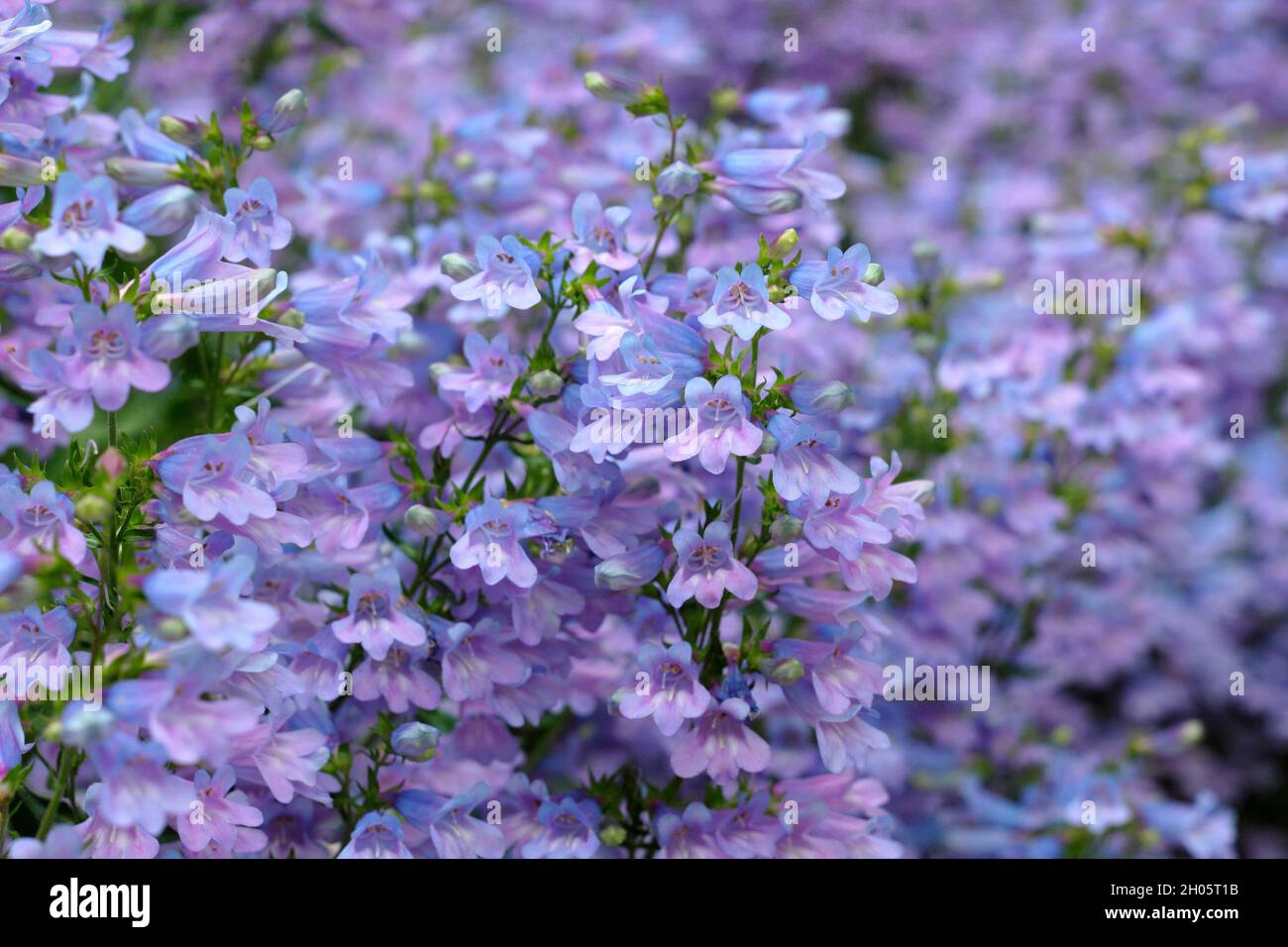 Penstemon.Penstemon heterophyllus 'Heavenly Blue', une langue à croissance faible avec des fleurs denses de bleu pourpre.ROYAUME-UNI Banque D'Images