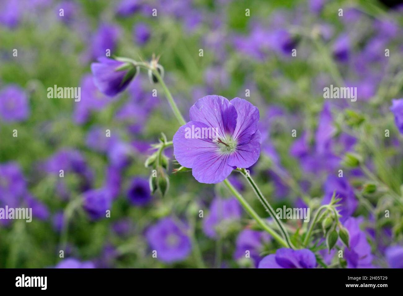 Crâne géranium 'Orion' affichant des masses de fleurs bleues pourpres distinctives dans une bordure de jardin, Royaume-Uni Banque D'Images