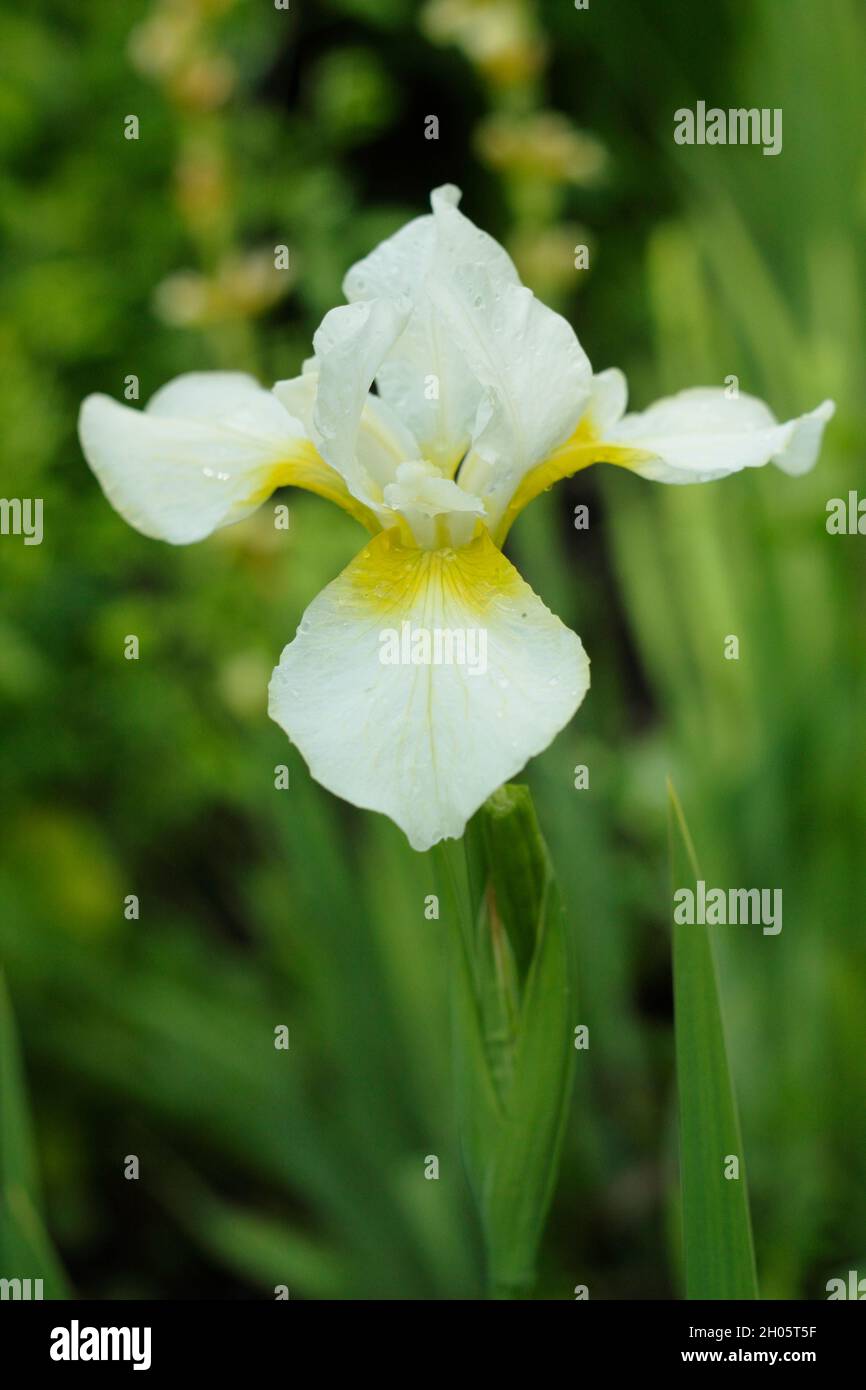 Iris sibirica 'Now Queen' iris sibérien. Avec des throats jaunes sur les fleurs blanches.ROYAUME-UNI Banque D'Images
