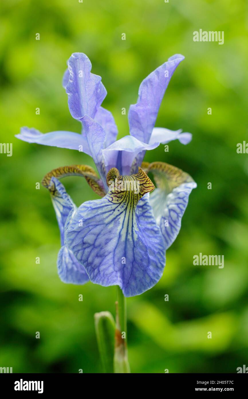 Iris sibirica 'Perry's Blue'.Fleurs de violet pâle de l'iris sibérien Bleu de Perry dans une bordure de jardin.ROYAUME-UNI Banque D'Images