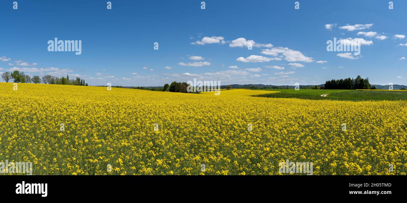 Campagne pittoresque jaune champ de colza panoramique au printemps Banque D'Images