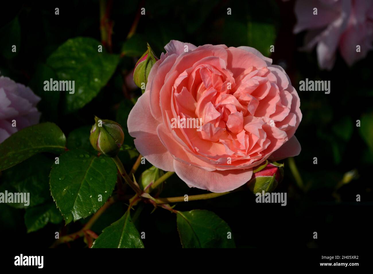 Unique Rose grimpant 'chaluberry Hill' cultivé dans les frontières à RHS Garden Bridgewater, Worsley, Greater Manchester, Royaume-Uni. Banque D'Images