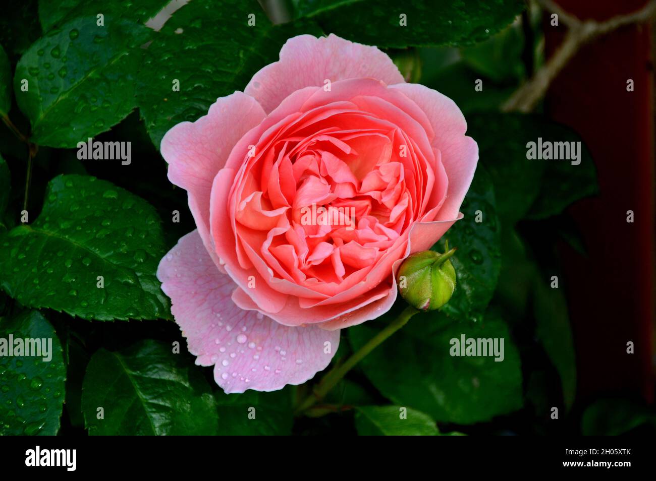 Unique Rose grimpant 'chaluberry Hill' cultivé dans les frontières à RHS Garden Bridgewater, Worsley, Greater Manchester, Royaume-Uni. Banque D'Images