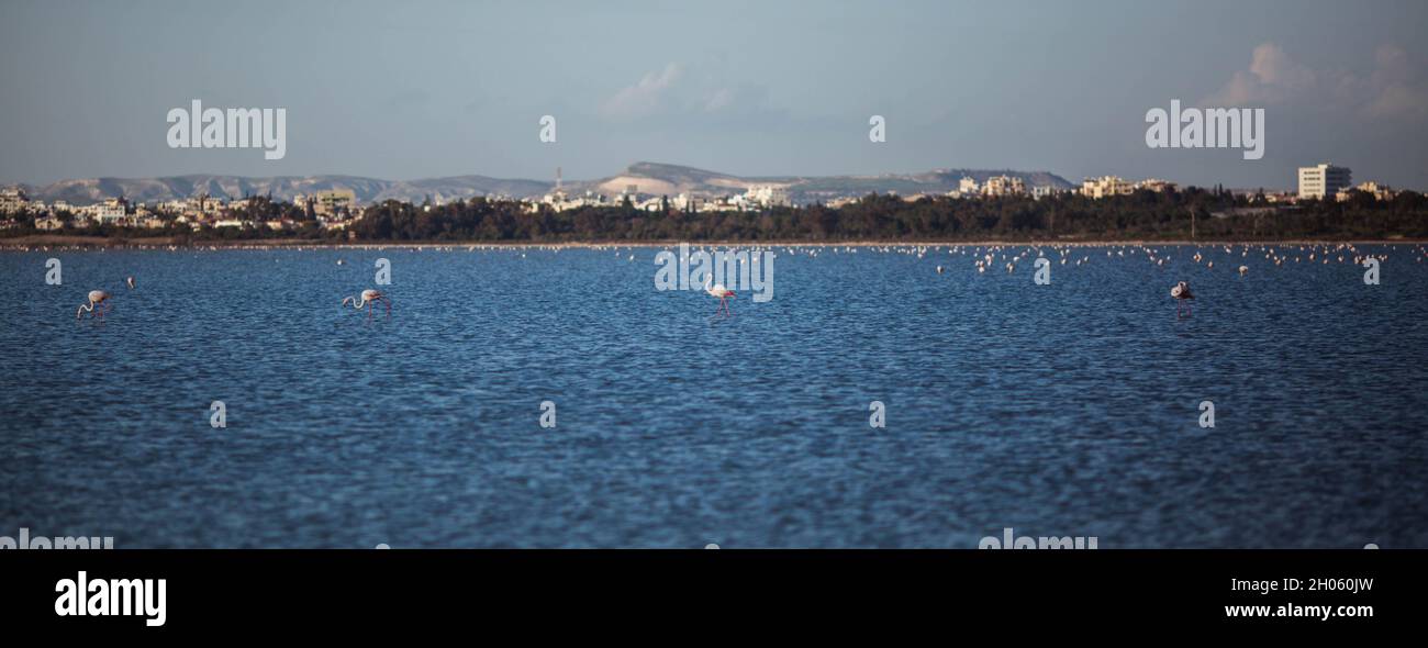 Troupeau d'oiseaux rose flamant marchant sur le lac bleu de sel de Chypre dans la ville de Larnaca en hiver Banque D'Images
