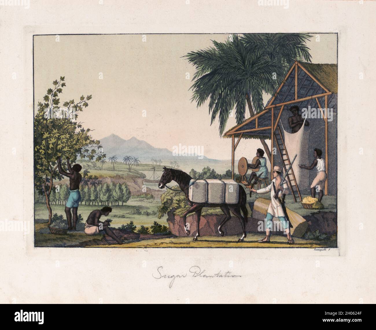 Gravure de couleur vintage vers 1821 de la fabrication de coton aux Antilles néerlandaises ou aux Antilles néerlandaises dans les Antilles orientales utilisant des esclaves africains.Par l'artiste Paolo Fumagalli Banque D'Images